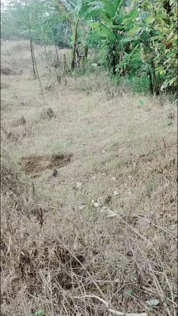 Jual Tanah di Dekat Lokasi Wisata Kebun Teh Pagilaran